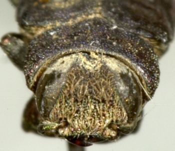 Media type: image;   Entomology 2690 Aspect: head frontal view